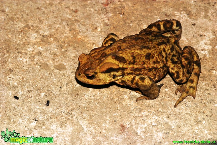 Ropucha obecná - Bufo bufo - Foto Gerd Ritschel