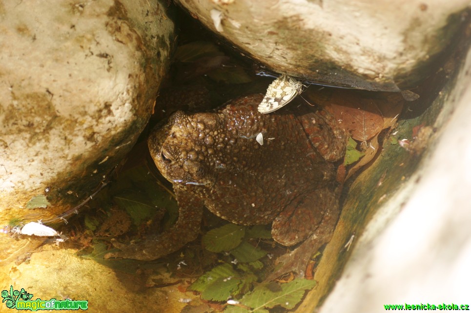 Ropucha obecná - Bufo bufo - Foto Gerd Ritschel (1)