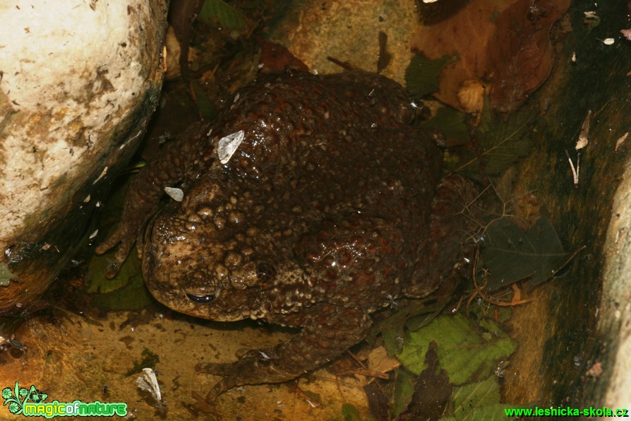 Ropucha obecná - Bufo bufo - Foto Gerd Ritschel (2)