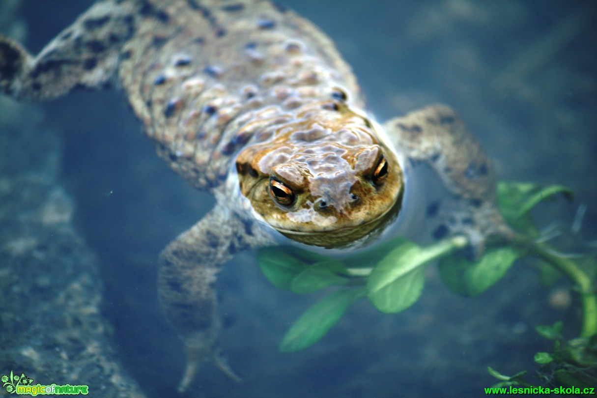 Ropucha obecná - Bufo bufo - Foto Gerd Ritschel (4)