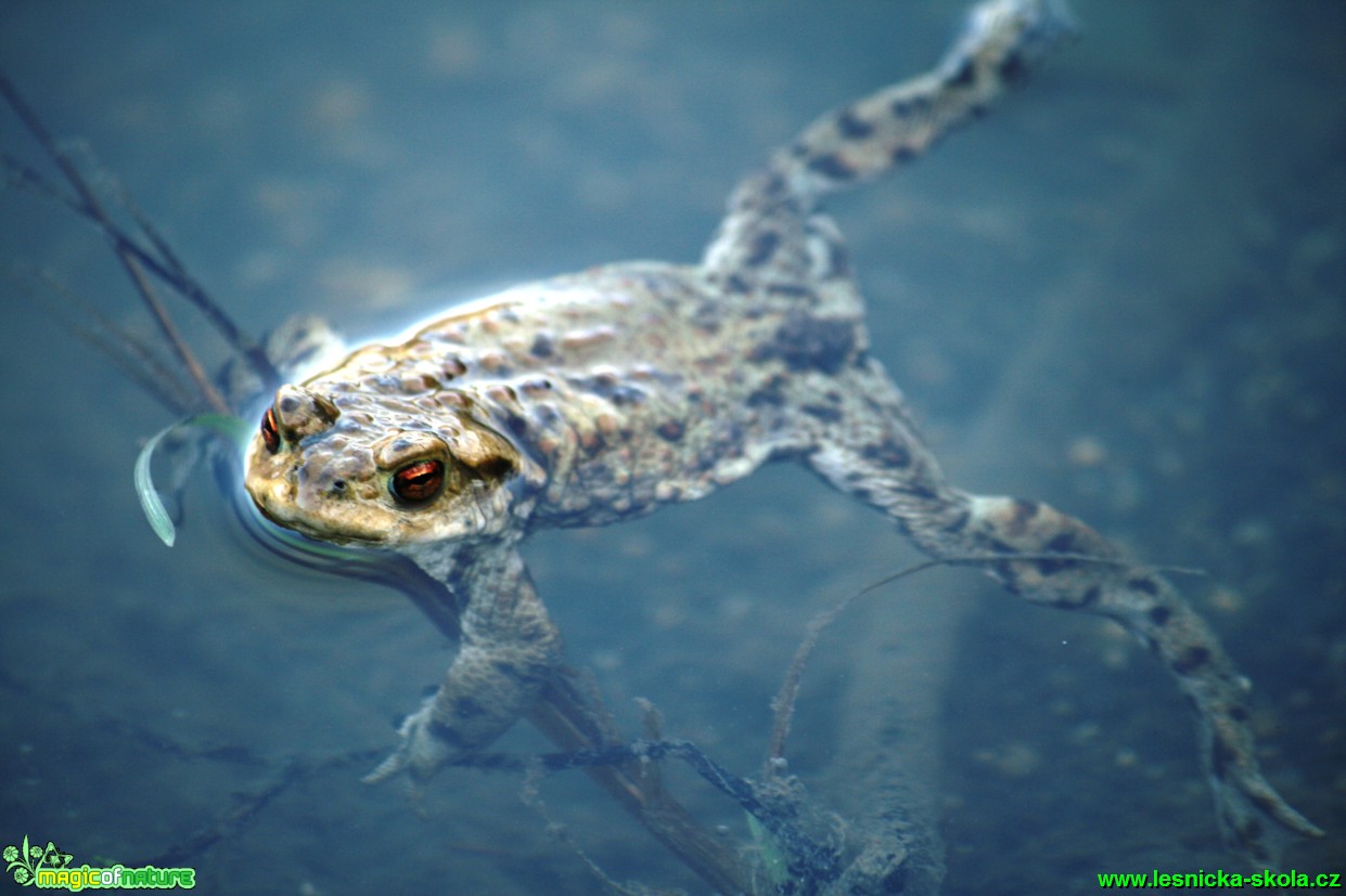 Ropucha obecná - Bufo bufo - Foto Gerd Ritschel (5)