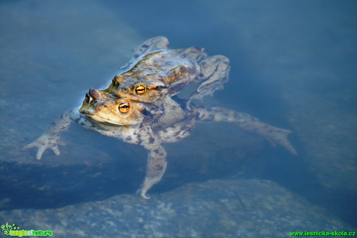 Ropucha obecná - Bufo bufo - Foto Gerd Ritschel (6)