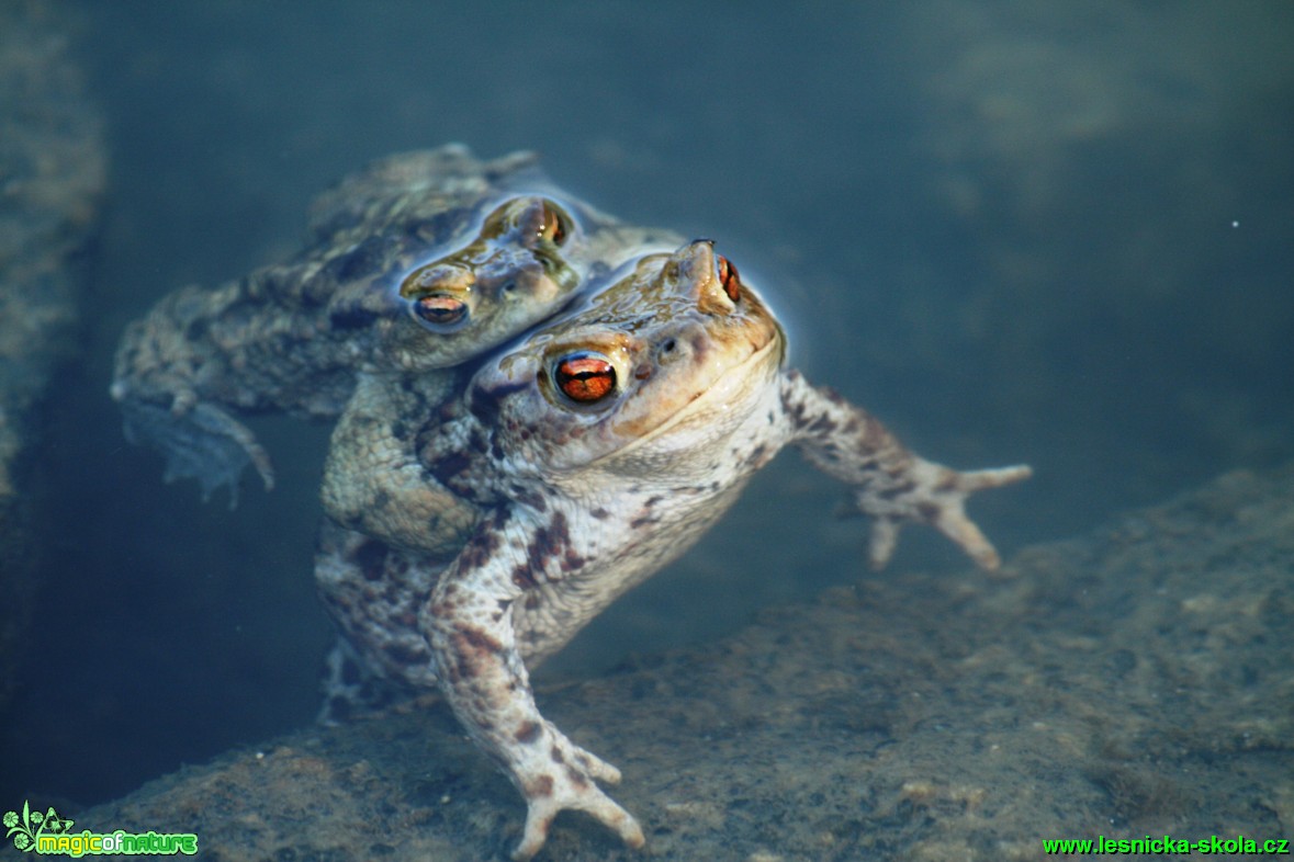 Ropucha obecná - Bufo bufo - Foto Gerd Ritschel (7)