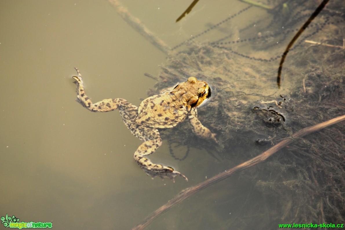 Ropucha obecná - Bufo bufo - Foto Gerd Ritschel (8)