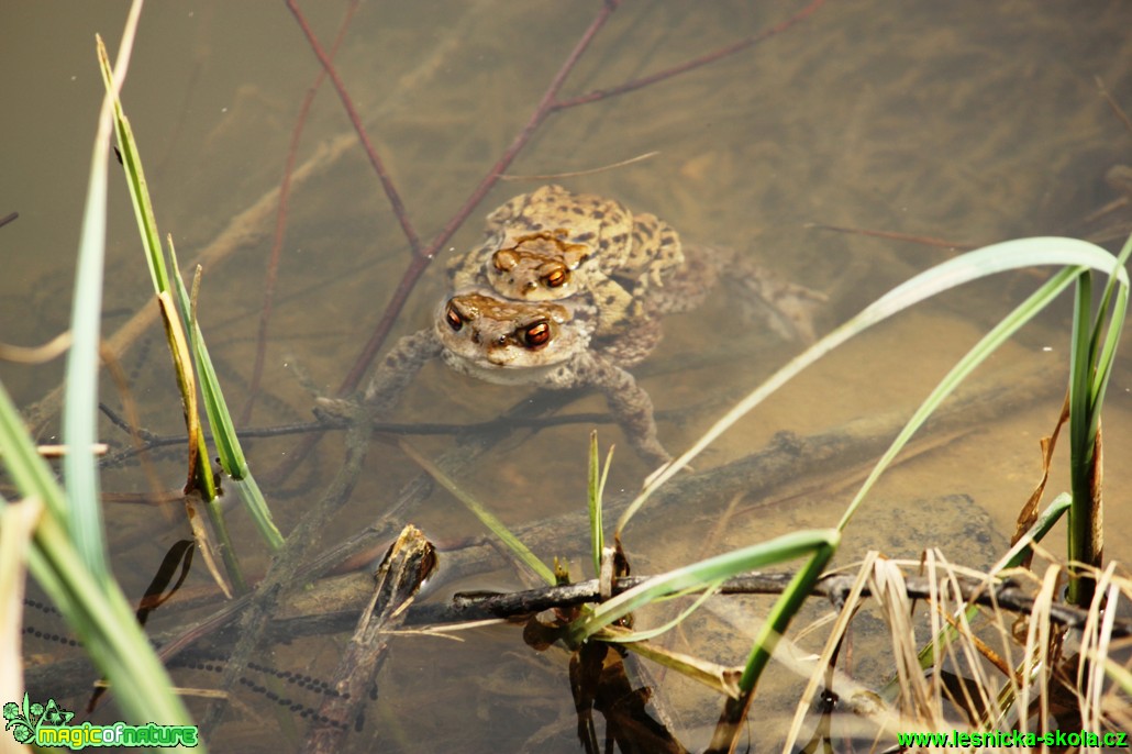 Ropucha obecná - Bufo bufo - Foto Gerd Ritschel (9)