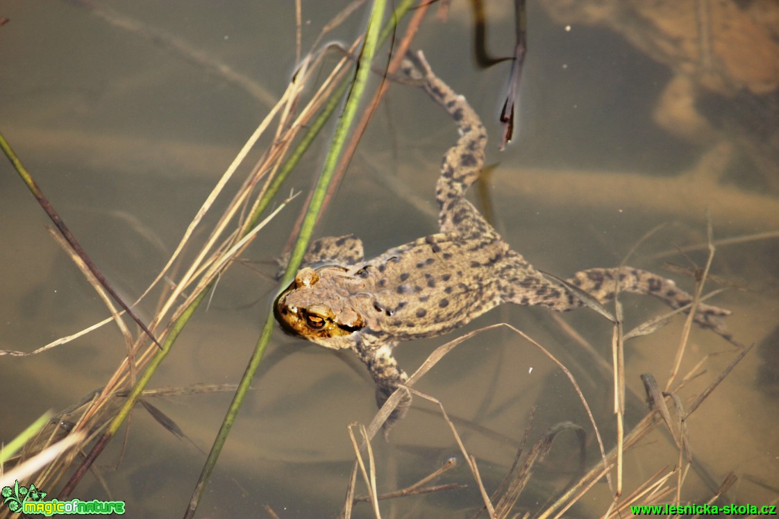 Ropucha obecná - Bufo bufo - Foto Gerd Ritschel (11)