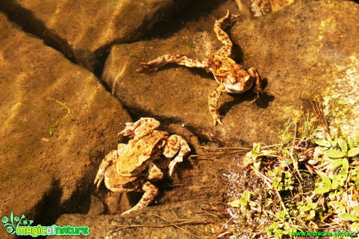 Ropucha obecná - Bufo bufo - Foto Gerd Ritschel (15)