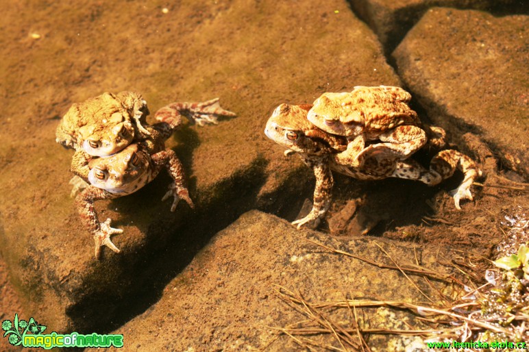 Ropucha obecná - Bufo bufo - Foto Gerd Ritschel (17)