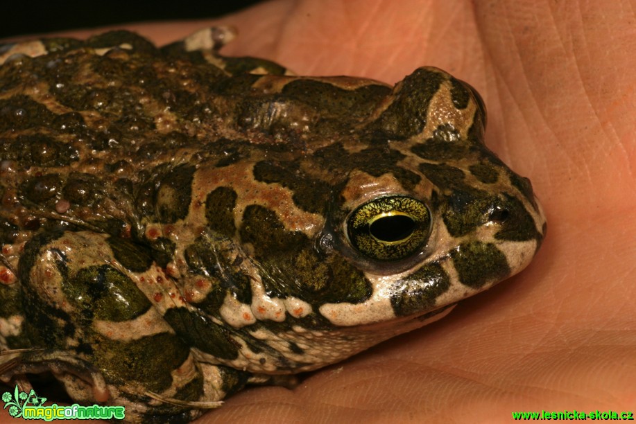 Ropucha zelená - Bufo viridis - Foto Gerd Ritschel