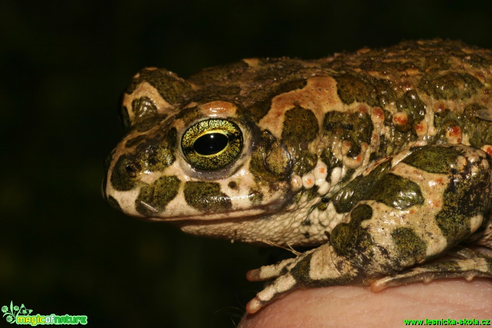 Ropucha zelená - Bufo viridis - Foto Gerd Ritschel (1)