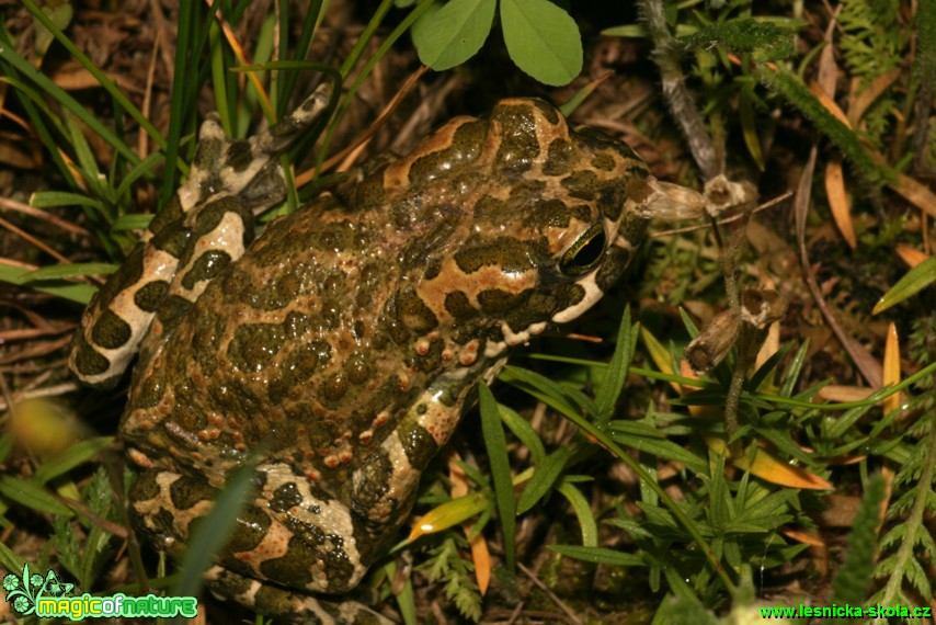 Ropucha zelená - Bufo viridis - Foto Gerd Ritschel (4)