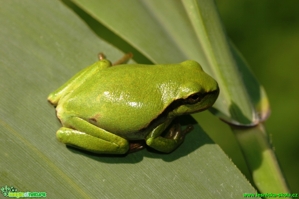 Rosnička zelená - Hyla arborea - Foto Gerd Ritschel