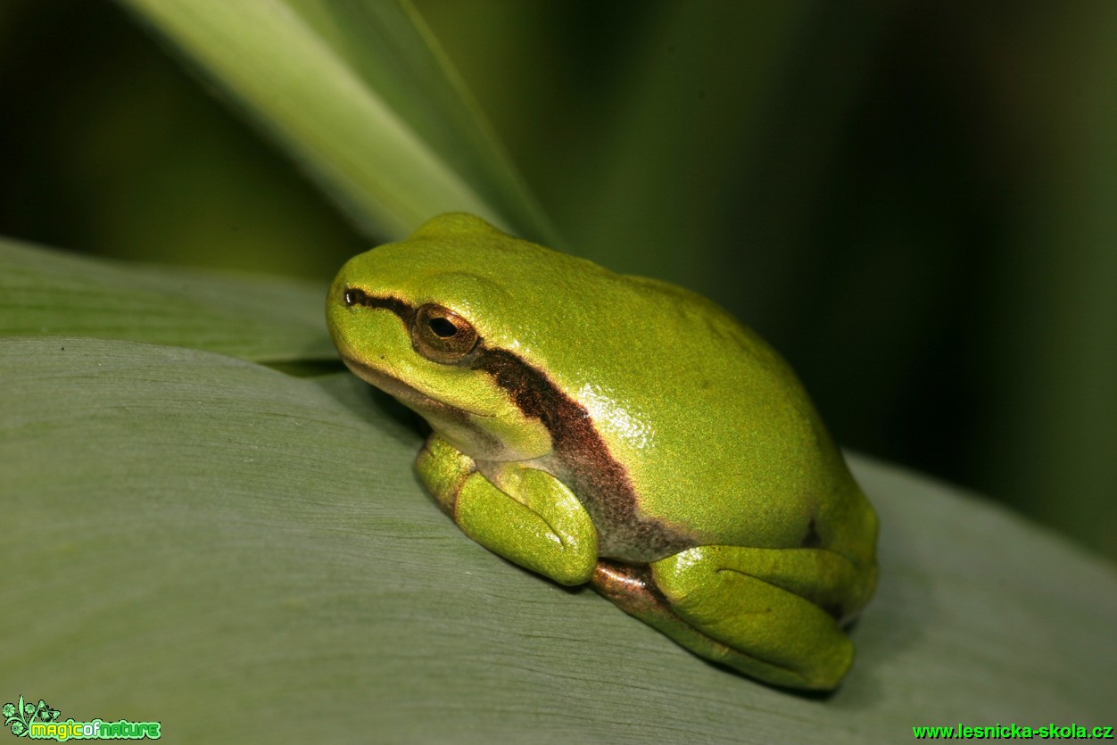 Rosnička zelená - Hyla arborea - Foto Gerd Ritschel (1)