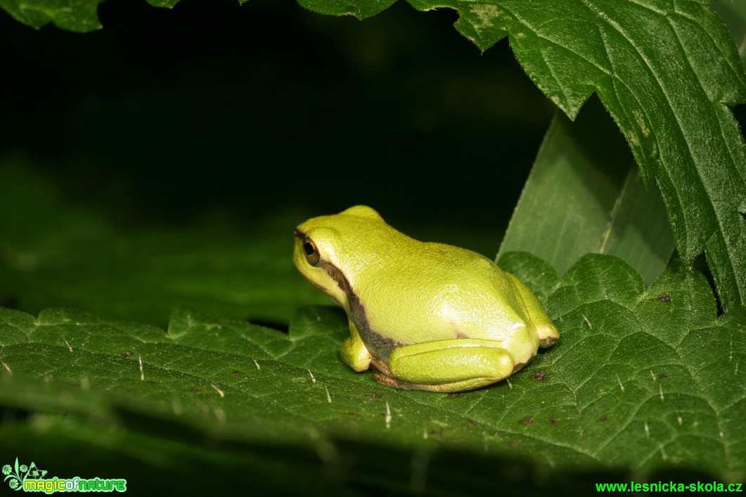 Rosnička zelená - Hyla arborea - Foto Gerd Ritschel (4)