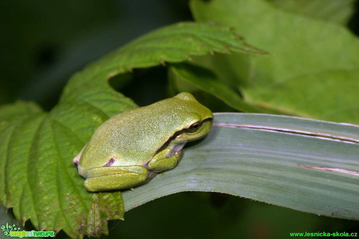 Rosnička zelená - Hyla arborea - Foto Gerd Ritschel (5)