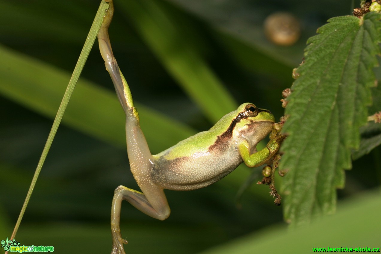 Rosnička zelená - Hyla arborea - Foto Gerd Ritschel (7)