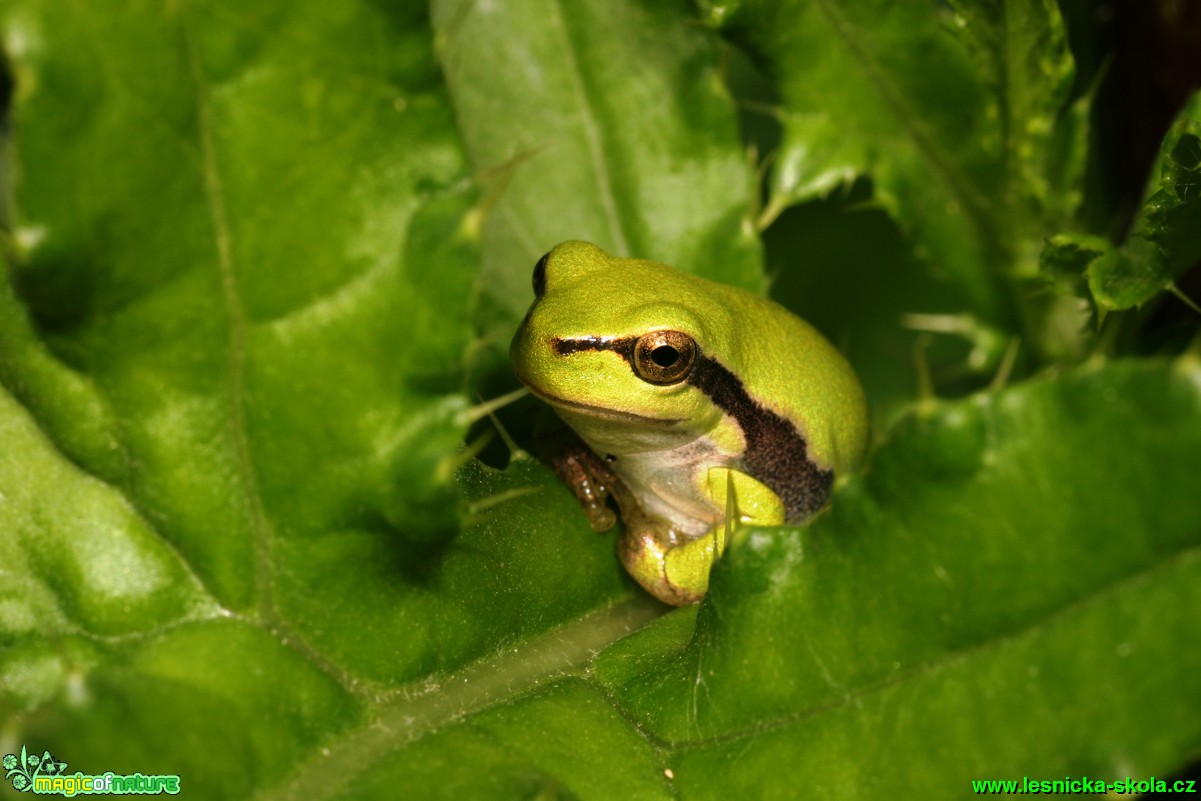 Rosnička zelená - Hyla arborea - Foto Gerd Ritschel (8)