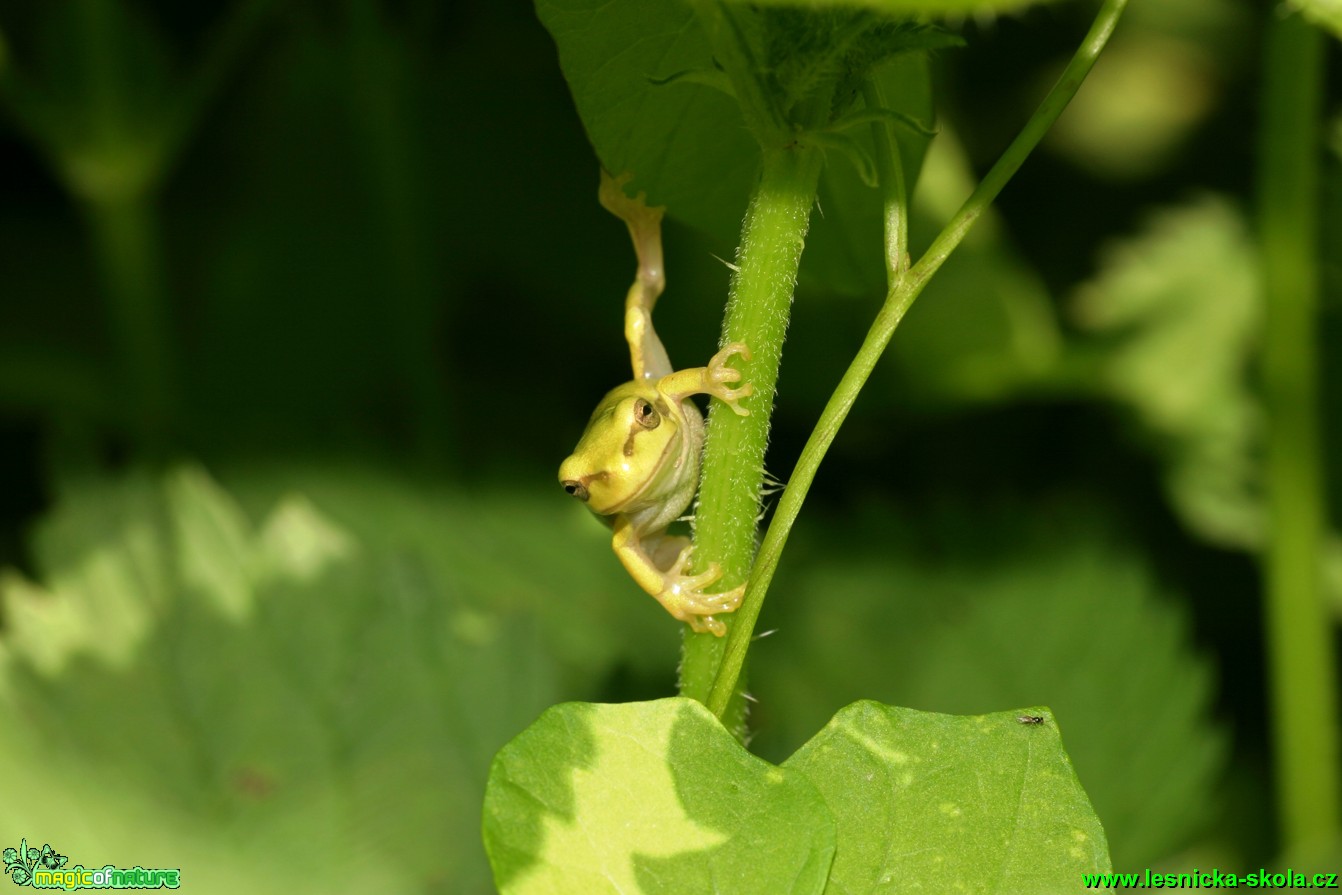 Rosnička zelená - Hyla arborea - Foto Gerd Ritschel (11)