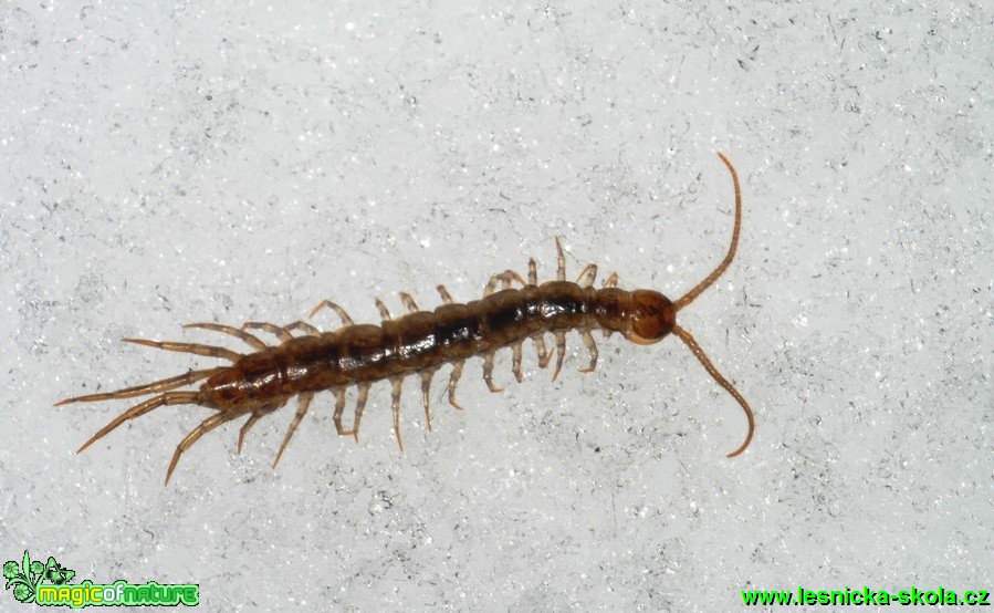 Stonožka - Lithobius 10mm - Foto G. Ritschel