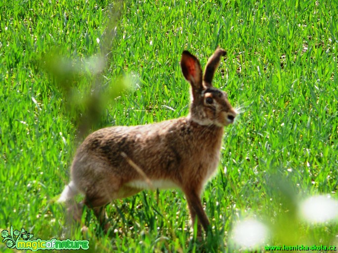 Zajíc polní - Lepus europaeus - Foto Milan Chmelík (1)