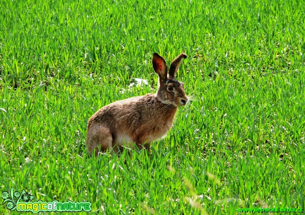 Zajíc polní - Lepus europaeus - Foto Milan Chmelík (2)