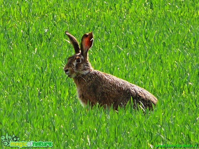 Zajíc polní - Lepus europaeus - Foto Milan Chmelík (4)