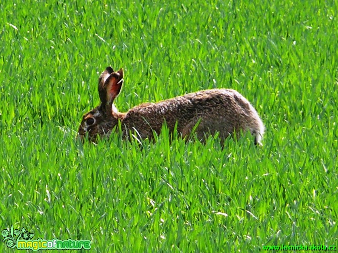 Zajíc polní - Lepus europaeus - Foto Milan Chmelík (5)