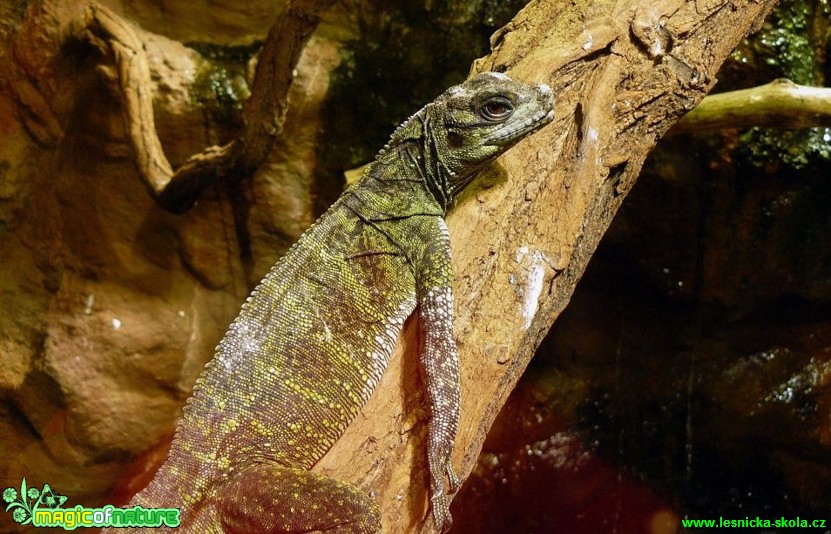 Agama Weberova - Hydrosaurus weberi  - Foto Pavel Stančík