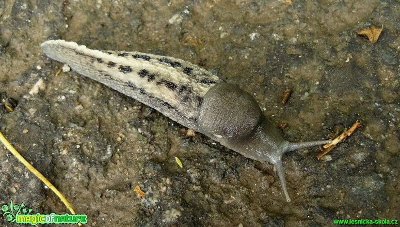 Slimák popelavý - Limax cinereoniger  - Foto Pavel Stančík