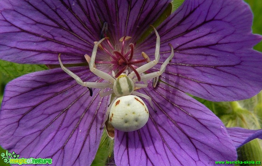 Běžník kopretinový - Misumena vatia  - Foto Pavel Stančík