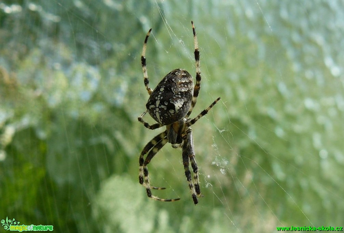 Křižák obecný - Araneus diadematus  - Foto Pavel Stančík