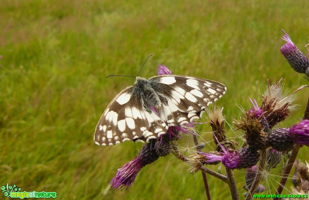 Okáč bojínkový - Melanargia galathea  - Foto Pavel Stančík