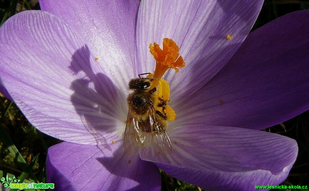 Pilná pylná včela - Včela medonosná - Apis mellifera  - Foto Pavel Stančík