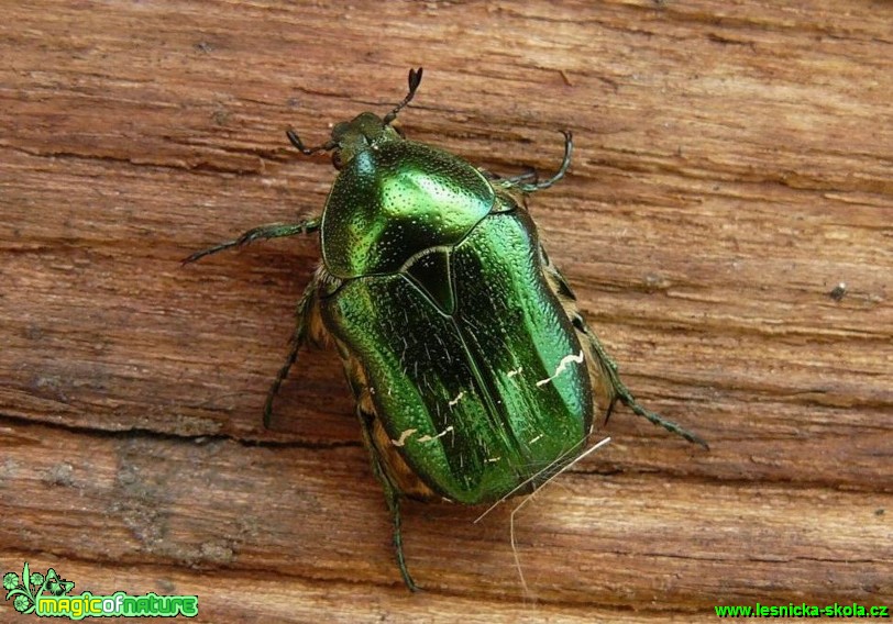 Zlatohlávek zlatý - Cetonia aurata - Foto Pavel Stančík