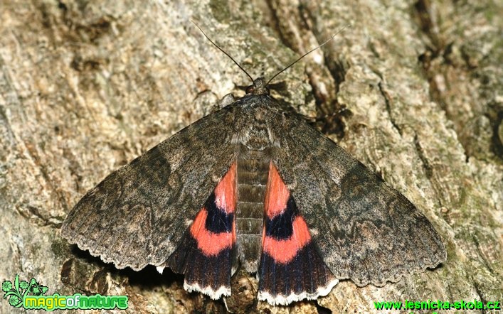 Stužkonoska olšová - Catocala nupta - Foto G. Ritschel