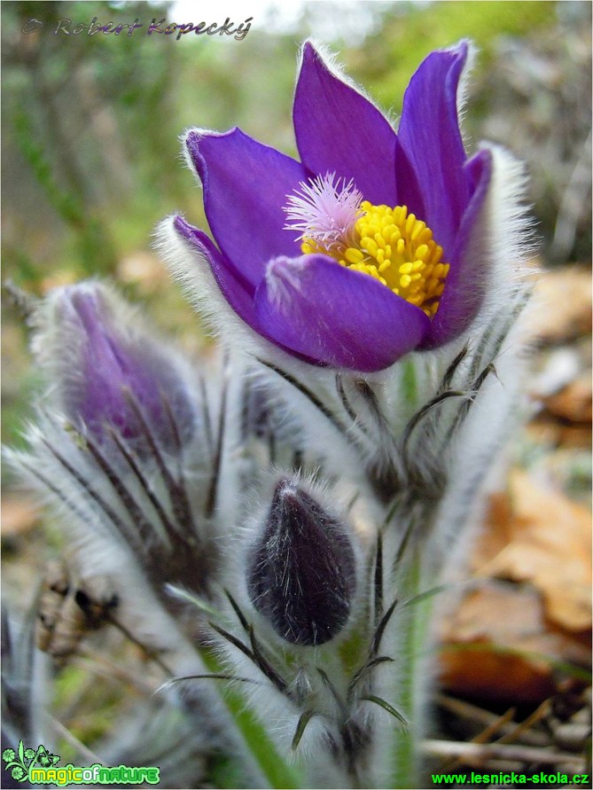 Koniklec otevřený - Pulsatilla patens - Foto Robert Kopecký (9)