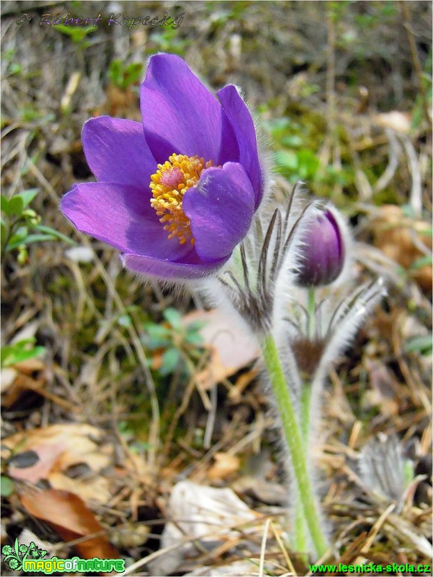 Koniklec otevřený - Pulsatilla patens - Foto Robert Kopecký