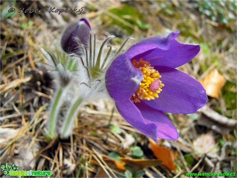 Koniklec otevřený - Pulsatilla patens - Foto Robert Kopecký (1)