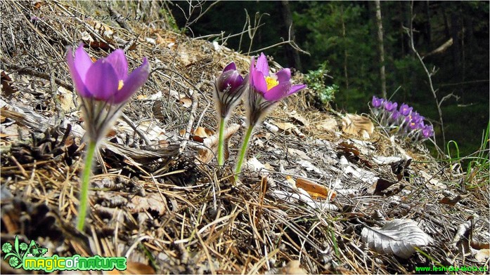 Koniklec otevřený - Pulsatilla patens - Foto Robert Kopecký (2)