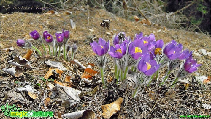 Koniklec otevřený - Pulsatilla patens - Foto Robert Kopecký (3)