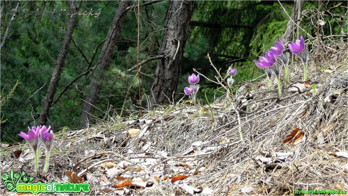 Koniklec otevřený - Pulsatilla patens - Foto Robert Kopecký (5)