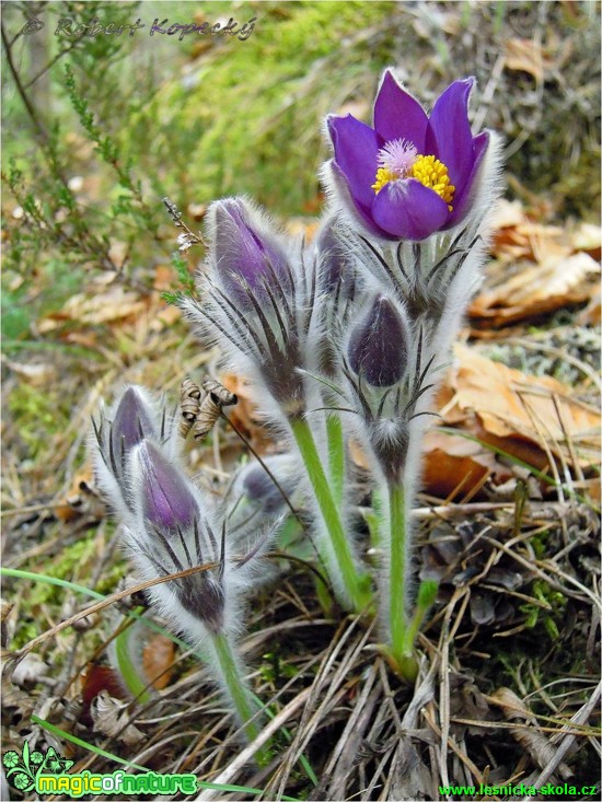 Koniklec otevřený - Pulsatilla patens - Foto Robert Kopecký (8)