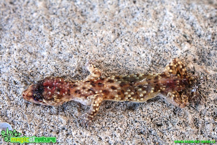 Gekon turecký - Hemidactylus turcicus - Foto Gerd Ritschel