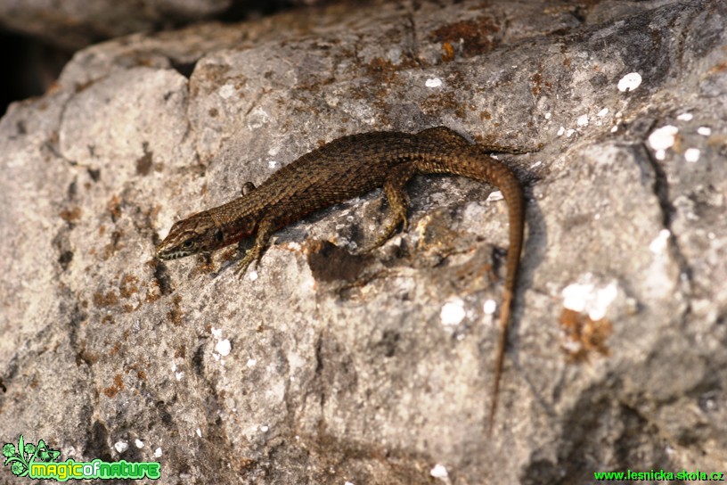 Ještěrka - Foto Gerd Ritschel