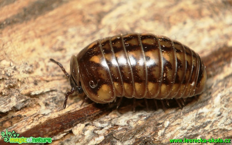 Svinule - Glomeris hexasticha - Foto G. Ritschel