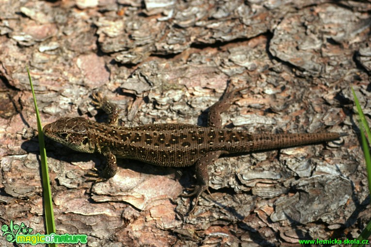 Ještěrka obecná - Lacerta agilis - Foto Gerd Ritschel