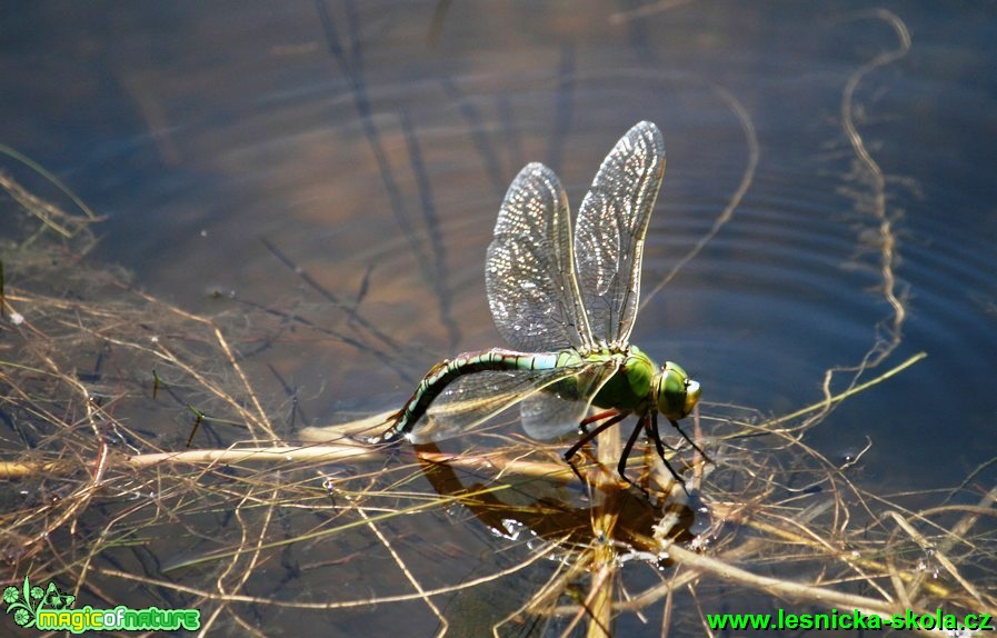 Šídlo královské - Anax imperator - Foto G. Ritschel