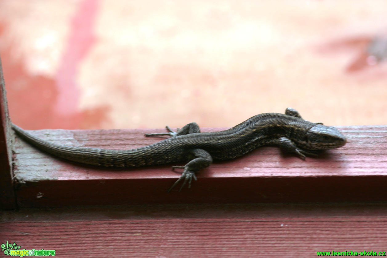 Ještěrka živorodá - Lacerta vivipara - Foto Gerd Ritschel