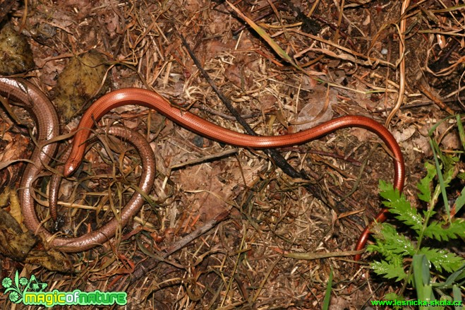 Slepýš křehký - Anguis fragilis - Foto Gerd Ritschel (2)