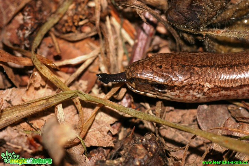 Slepýš křehký - Anguis fragilis - Foto Gerd Ritschel (4)